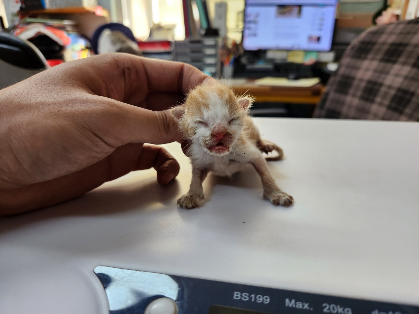 한국 고양이 이미지 파일 입니다.